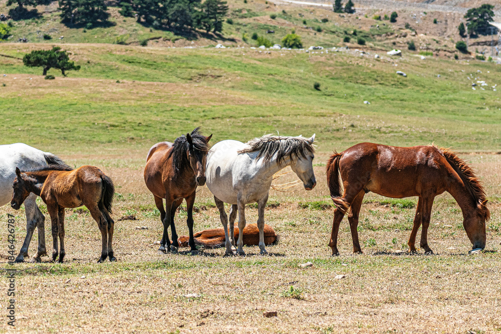 Obraz premium The scenic views of wild horses, mustangs at the Eynif Plateau, Antalya