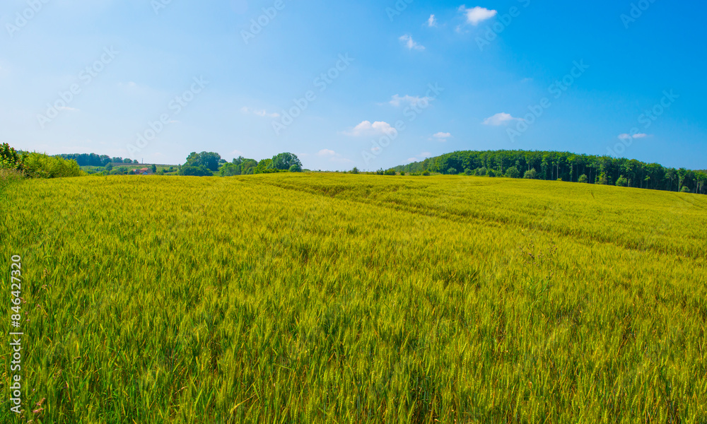 Fototapeta premium Fields and trees in a green hilly grassy landscape under a blue sky in sunlight in summer, Voeren, Limburg, Belgium, June, 2024