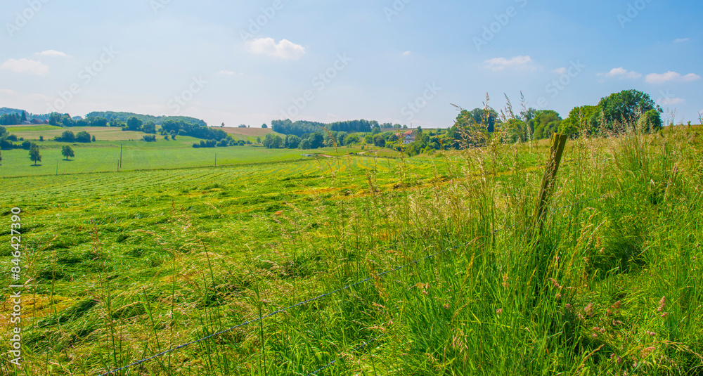 Fields and trees in a green hilly grassy landscape under a blue sky in sunlight in summer, Voeren, Limburg, Belgium, June, 2024 Fields and trees in a green hilly grassy landscape under a blue sky in sunlight in summer, Voeren, Limburg, Belgium, June, 2024