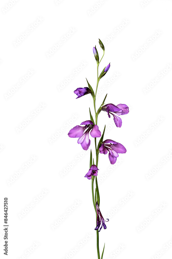 flower flower