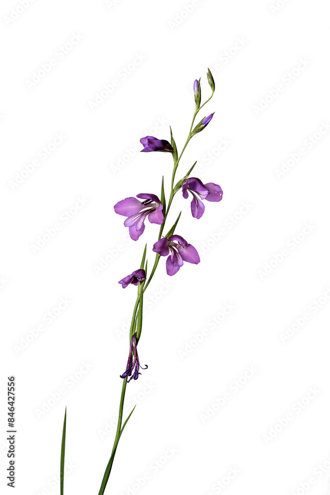 flower flower