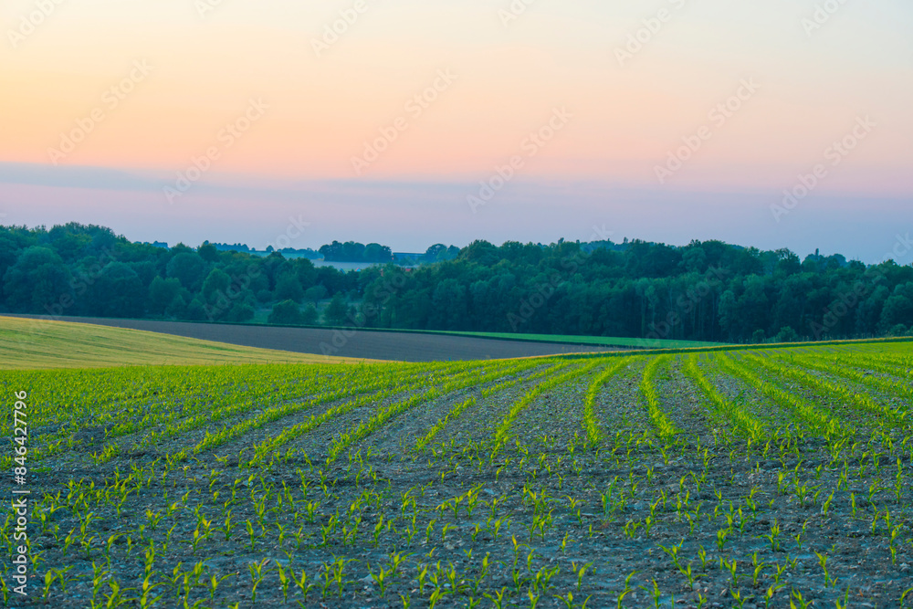 Sunset over fields and trees in a green hilly landscape under a colorful sky in sunlight in summer, Voeren, Limburg, Belgium, June, 2024 Sunset over fields and trees in a green hilly landscape under a colorful sky in sunlight in summer, Voeren, Limburg, Belgium, June, 2024