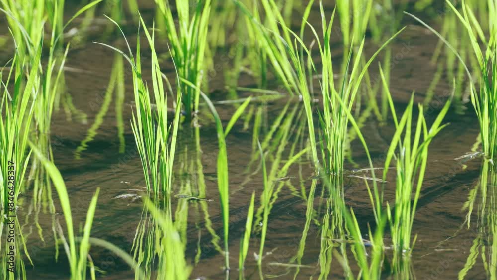 Close up of grass on rice field