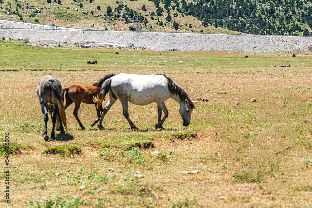 Obraz premium The scenic views of wild horses, mustangs at the Eynif Plateau, Antalya