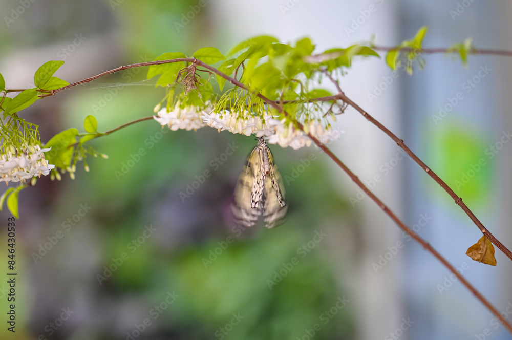 Beautiful butterfly sitting on a plant in Thailand Beautiful butterfly sitting on a plant in Thailand