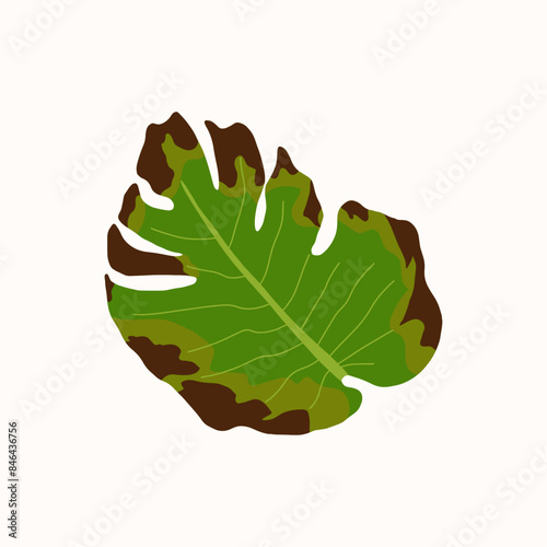 .Illustration with a diseased Monstera houseplant. Dried leaf with brown spots. Flat vector illustration on white background