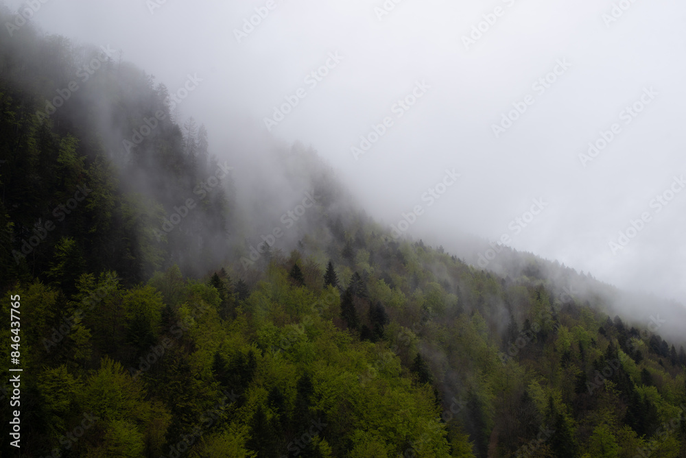 Majestic misty mountains and tall trees in scenic view. Switzerland