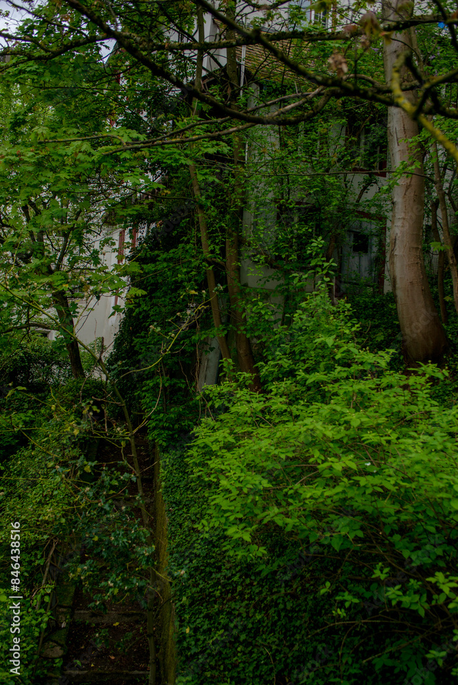 Narrow urban path captured from above and covered in lush green plants and trees Narrow urban path captured from above and covered in lush green plants and trees