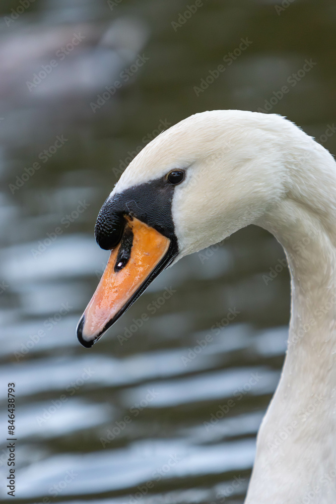 Obraz premium a white duck in a body of water near ducks looking around
