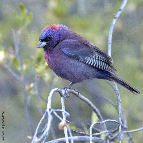 Varied Bunting perched on a tree branch photo
