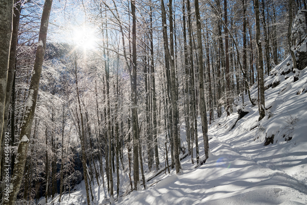 Snow-covered forest with dense tree coverage Snow-covered forest with dense tree coverage