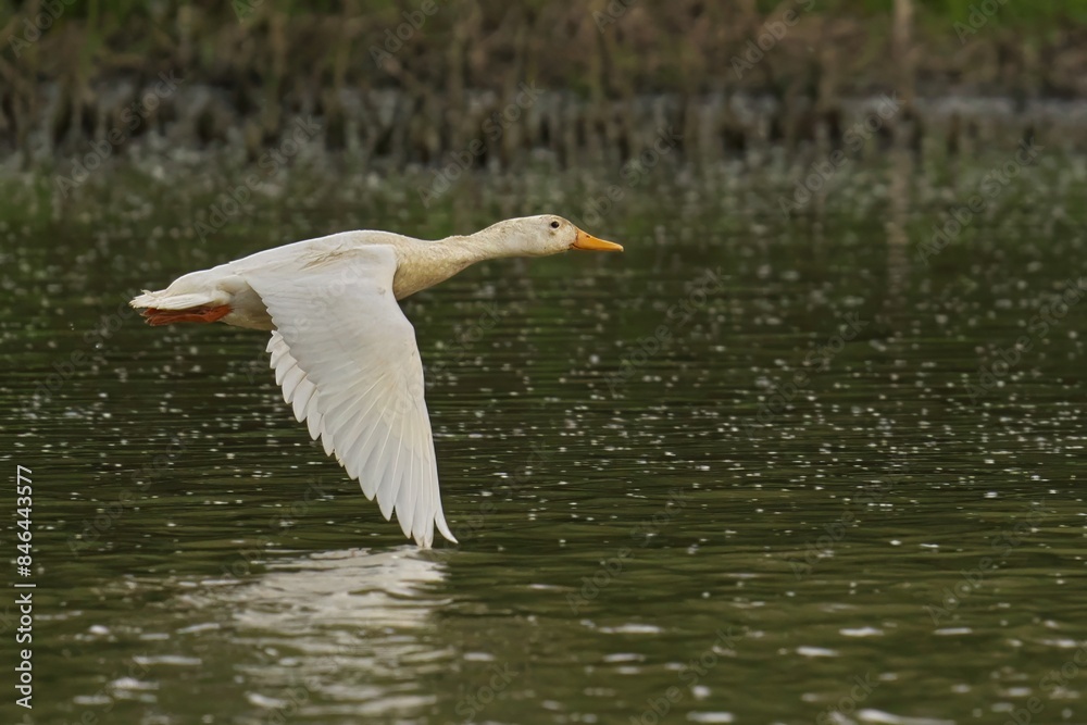 Obraz premium Aylesbury duck flying above the water's surface
