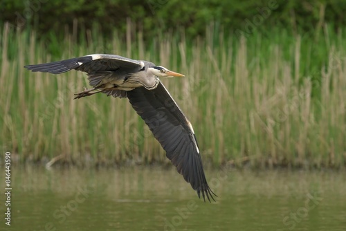 Φωτογραφία Grey heron flying over the water near reeds