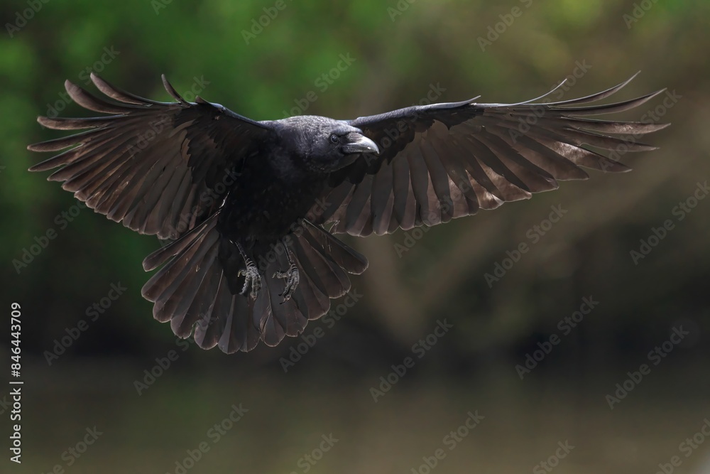 Obraz premium Carrion crow in flight against a blurry backdrop