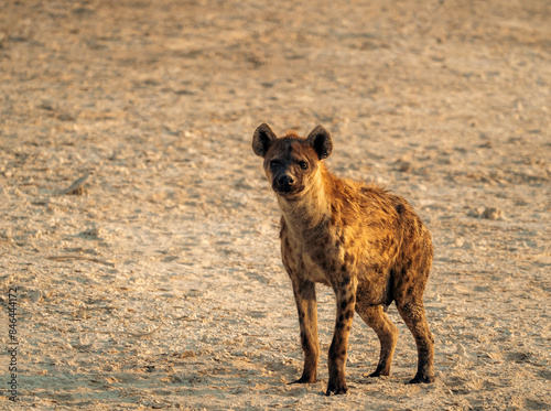 Solitary hyena pondering its surroundings. photo