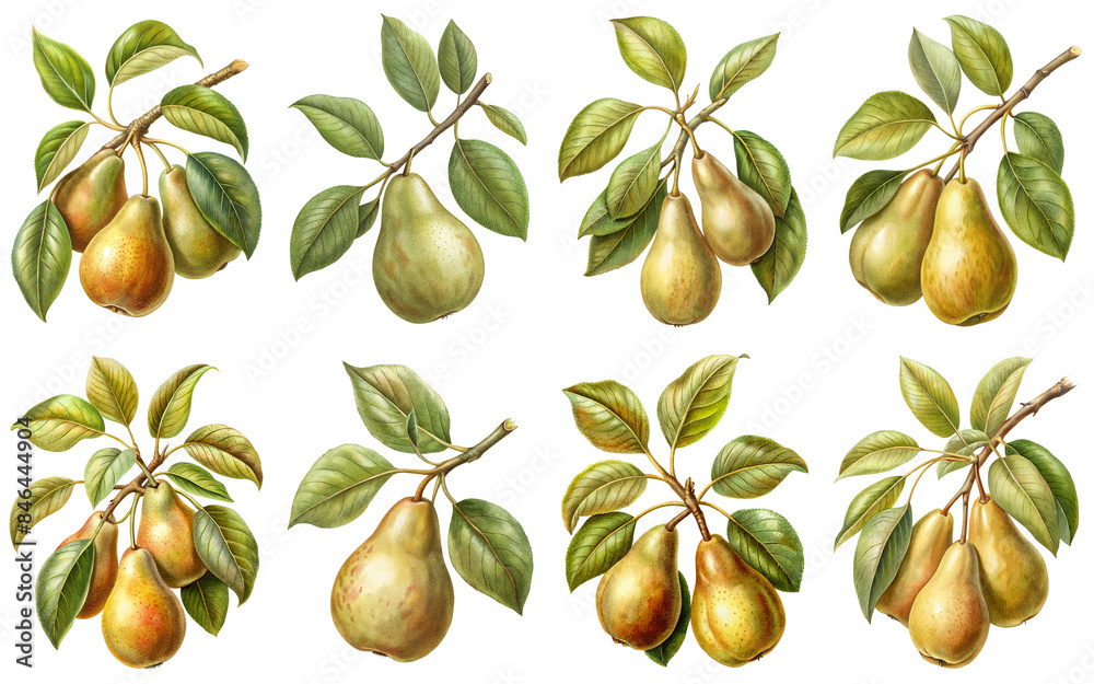 Obraz premium Pear tree branch, vintage illustration, isolate transparent background PNG file