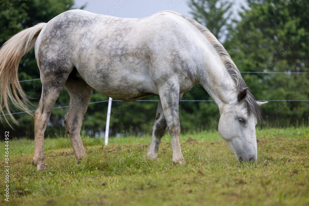 Horse standing in grass with trees in background Horse standing in grass with trees in background