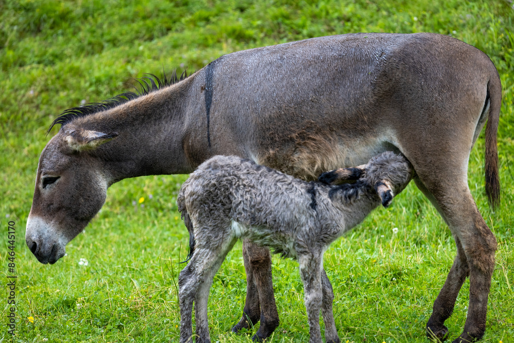 Young donkey and its mother standing in a grassy field with greenery in the background Young donkey and its mother standing in a grassy field with greenery in the background