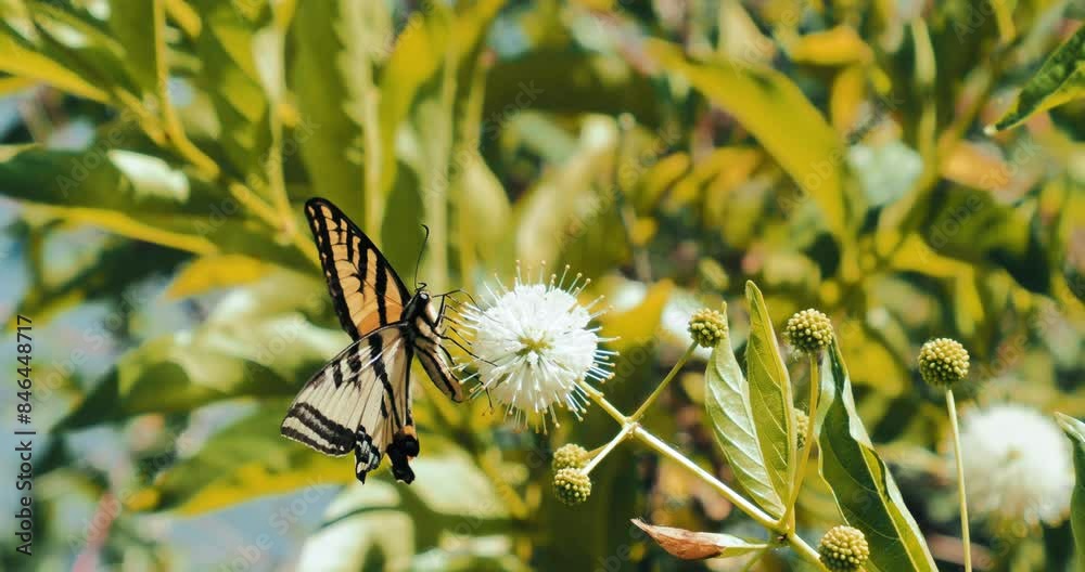 Closeup shot of a butterfly collecting nectar on a Buttonbush flower.