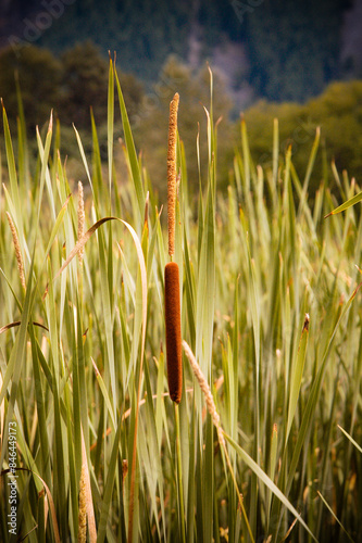 the tall grass has many different types of flowers in it