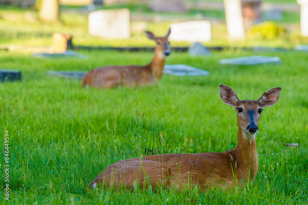 a couple of deer laying in a field of grass next to a dead sheep a couple of deer laying in a field of grass next to a dead sheep