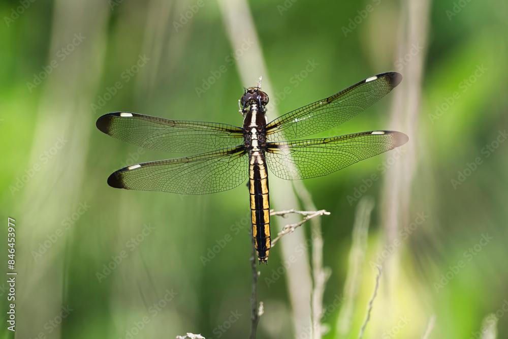 Dragonfly perched on a dried grass blade Dragonfly perched on a dried grass blade