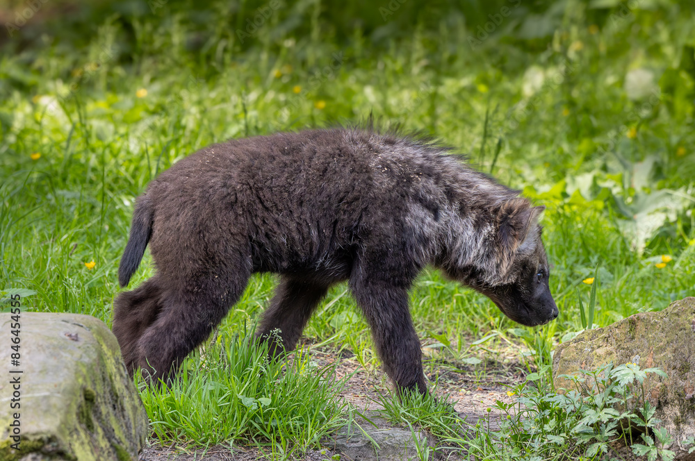Young spotted hyena walking in a green grassy meadow Young spotted hyena walking in a green grassy meadow