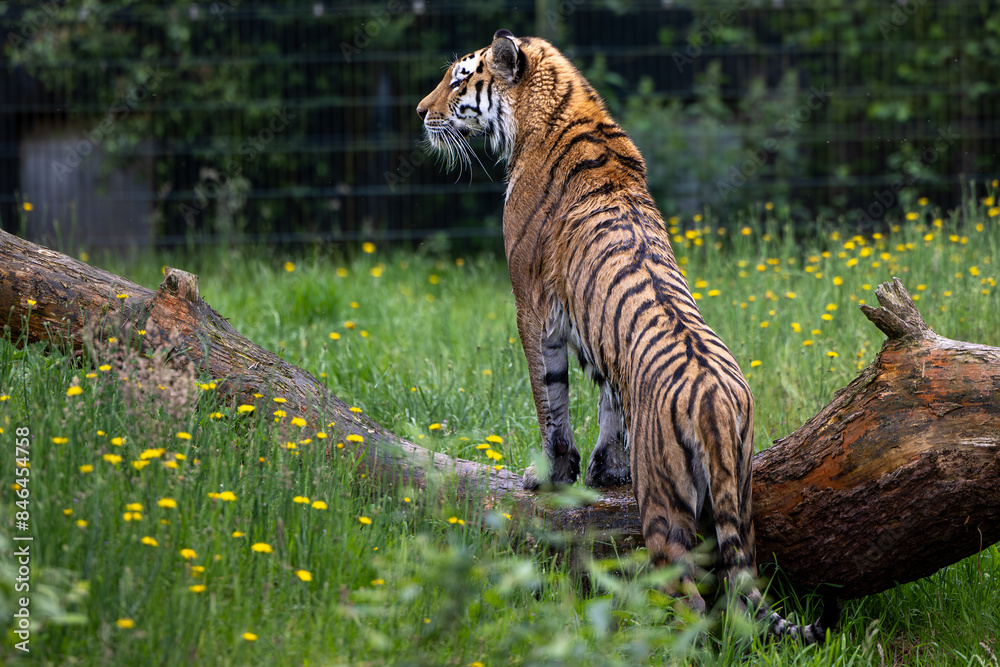 Obraz premium Majestic Siberian tiger on a log in a zoo