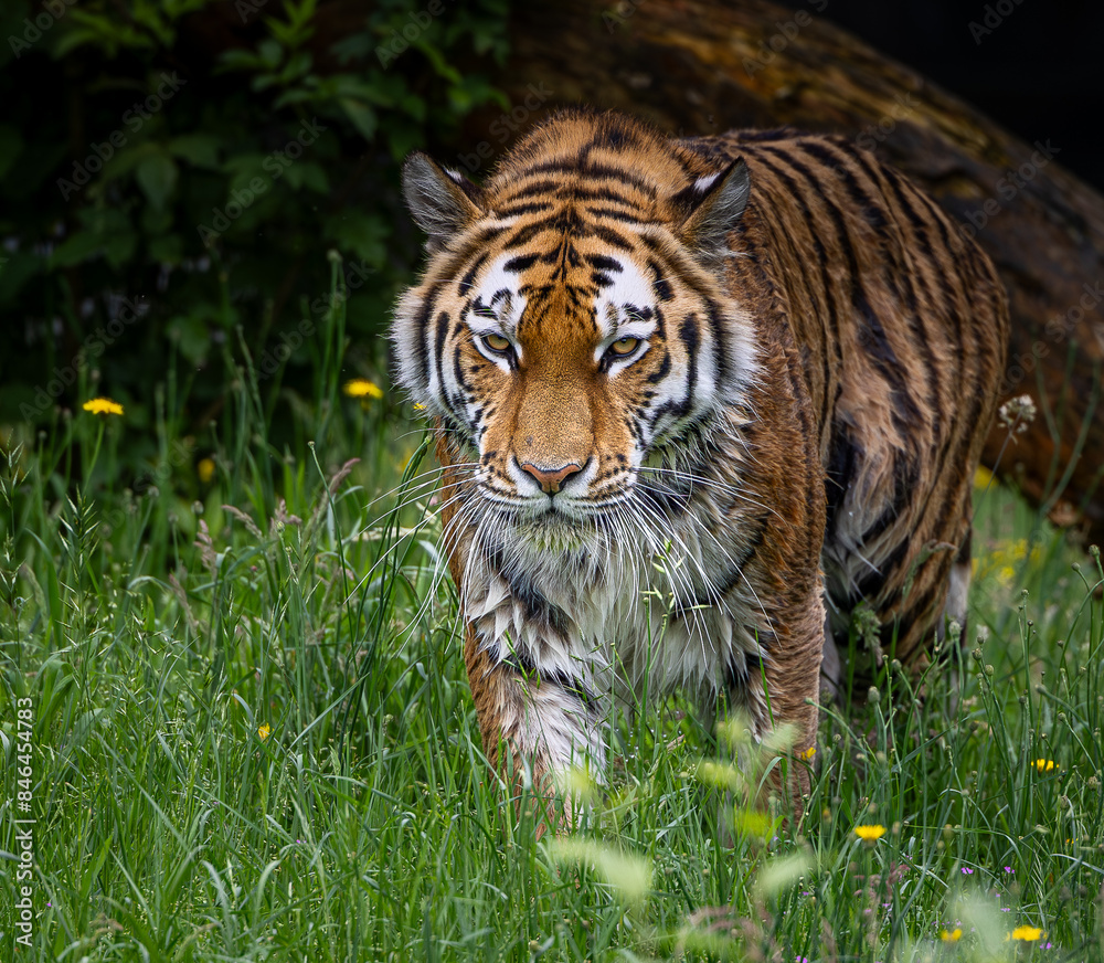 Siberian tiger walking in a green meadow surrounded by yellow flowers Siberian tiger walking in a green meadow surrounded by yellow flowers