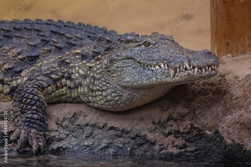 Nile crocodile in a zoo resting on a rocky surface