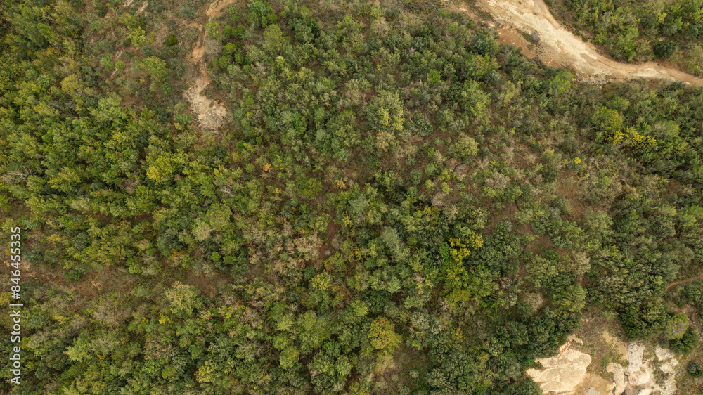 Aerial drone overhead view of green trees growing in forest on sunny day Aerial drone overhead view of green trees growing in forest on sunny day
