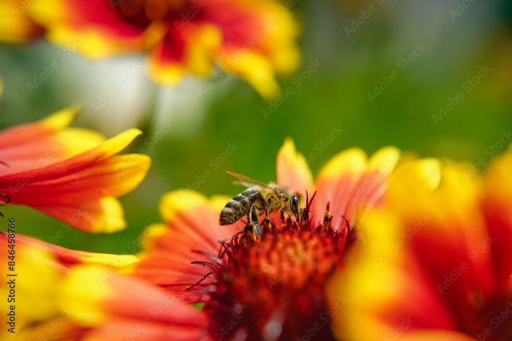 Bee collecting nectar from a flower in bloom Bee collecting nectar from a flower in bloom