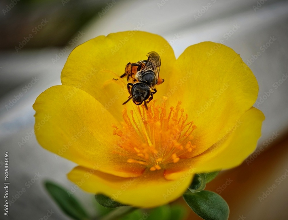 Honeybee perched on a yellow flower against a white backdrop Honeybee perched on a yellow flower against a white backdrop