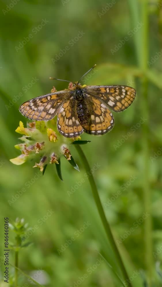 Vertical Video of a Marsh Fritillary on Kidney Vetch Vertical Video of a Marsh Fritillary on Kidney Vetch