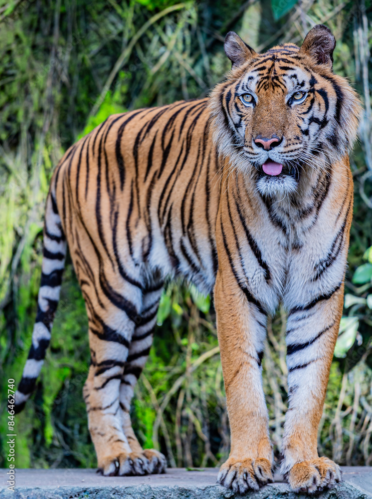 Tigers are fierce animals in the forest. Tigers are fierce animals in the forest.