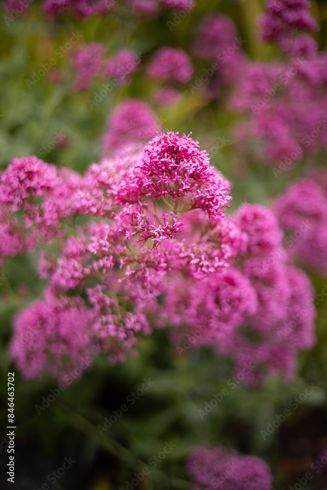 a bunch of pink flowers are blooming in the garden a bunch of pink flowers are blooming in the garden