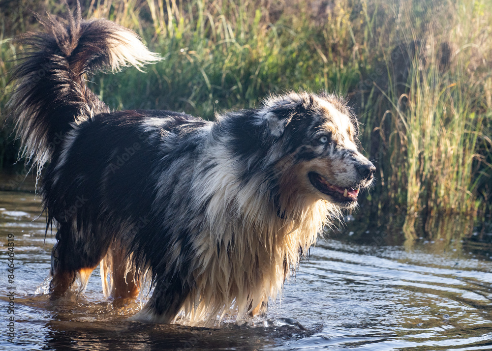 Fotografie the small dog is wading in the water with grass