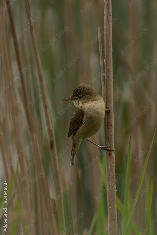 Fototapeta premium bird perched on tall, thin, brown blades of a plant