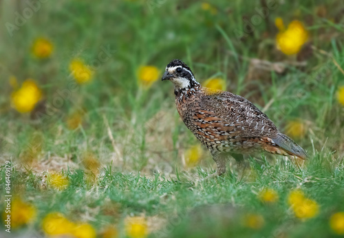 Close-up of a brown Virginian partridge bird (Colinus virginianu) perched on a grassy field photo