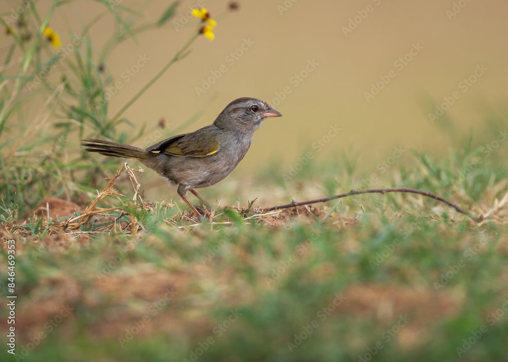Olive sparrow (Arremonops rufivirgatus) perched on a lush green field Olive sparrow (Arremonops rufivirgatus) perched on a lush green field