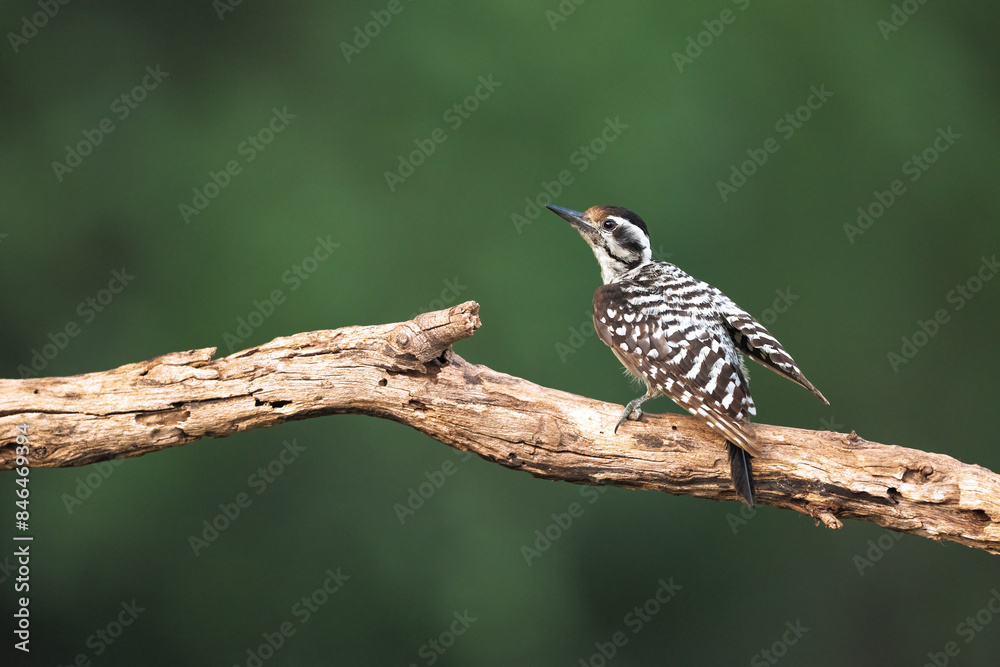 Ladder-backed woodpecker (Dryobates scalaris) perched on a branch Ladder-backed woodpecker (Dryobates scalaris) perched on a branch