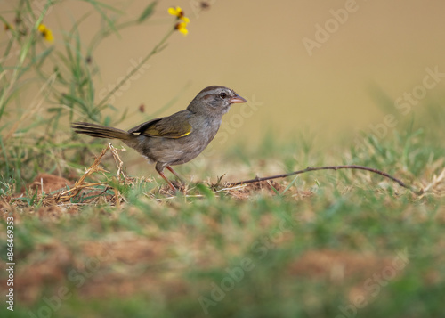 Olive sparrow (Arremonops rufivirgatus) perched on a lush green field photo