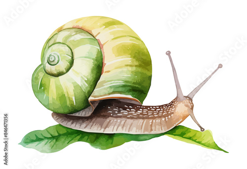 watercolor snail clipart for graphic resources