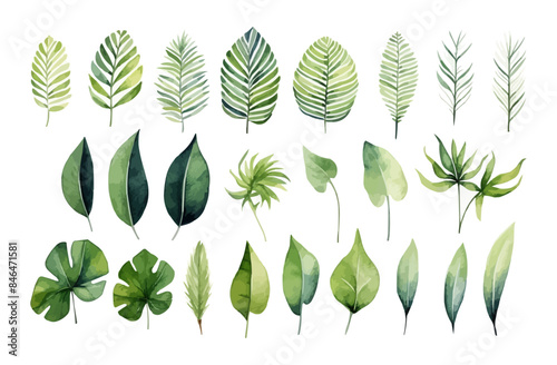 Watercolor tropical illustration set: botanical leaves