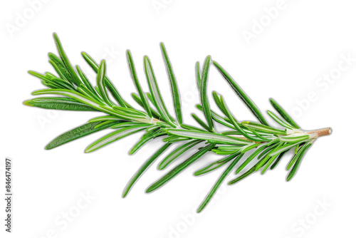 Herbal rosemary leaves isolated on an alpha background