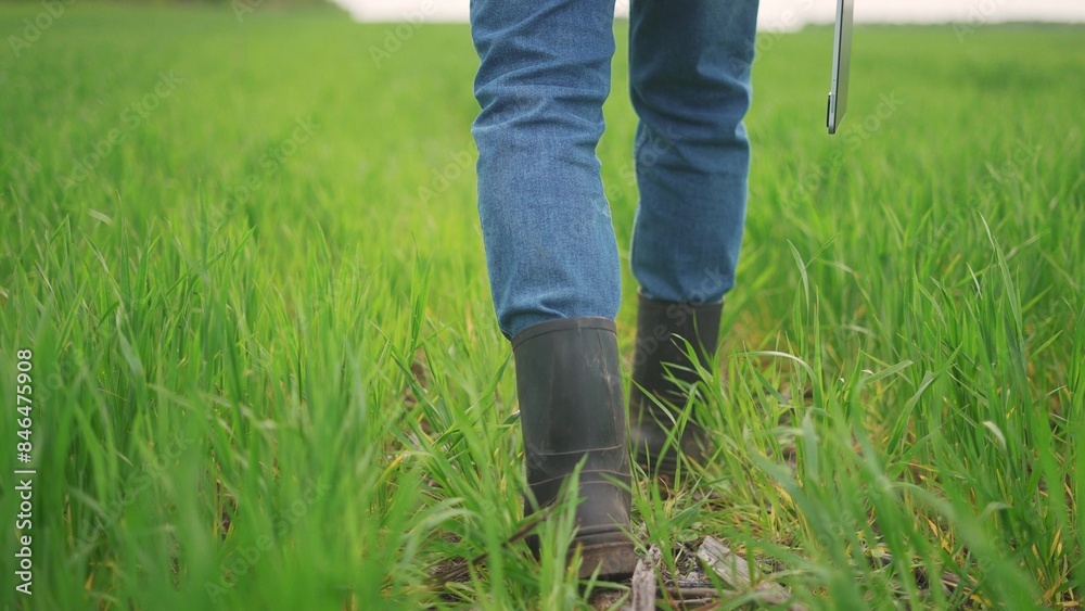 farmer walks through the field. business finance and people concept. the tall farmer in rubber boots walks through a green field with wheat sprouts, boots close up lifestyle farmer walks through the field. business finance and people concept. the tall farmer in rubber boots walks through a green field with wheat sprouts, boots close up lifestyle