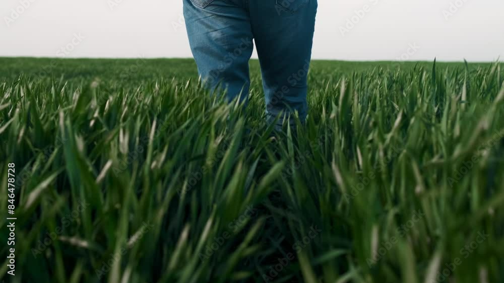 Rear view of farmer legs walking in wheat field. Rear view of farmer legs walking in wheat field.
