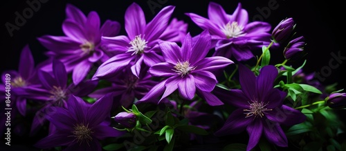 Purple flowers on Black background with green copy space