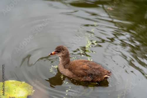Moorhen juvenile swimming in a lake