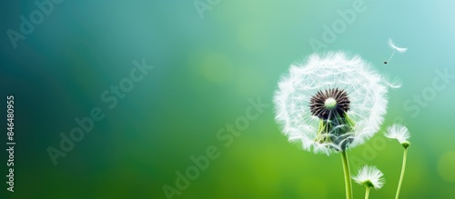 Springtime copy space image of a gorgeous dandelion flower captured up close against a vibrant green backdrop